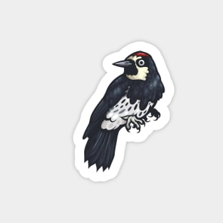 Acorn Woodpecker Sticker